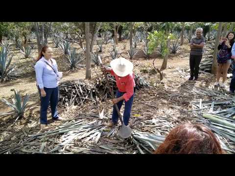 Taquilla tour Mexico 1