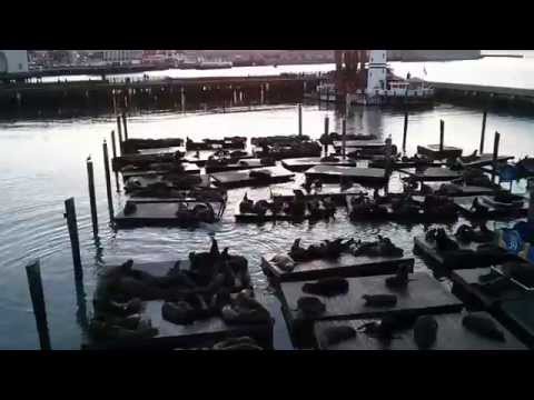 Sea lions peir 39 san francisco
