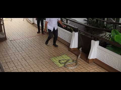 Snake Farm Queen Saovabha Memorial Institute Bangkok Thailand videos 5