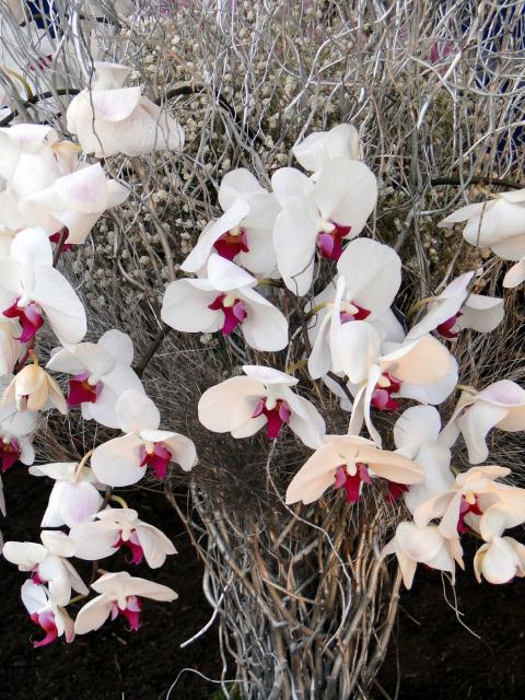 rp_Flower-Show-2010-044