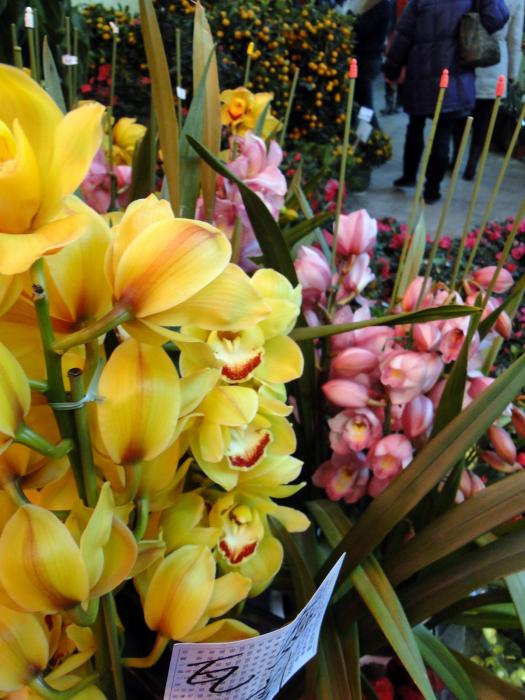 rp_Flower-market-Kowloon-_16_