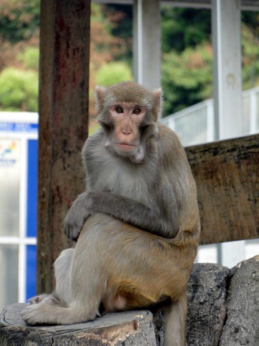 rp_MacLehose-trail-section-6-Monkeys-_6_