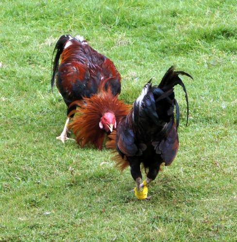 rp_Siquijor-Cock-Fighting-_1_