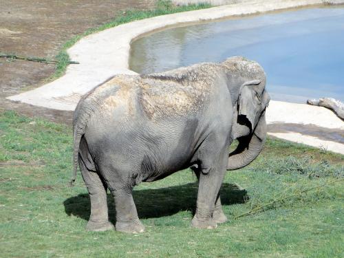 rp_Washington-DC-Zoo-_13_