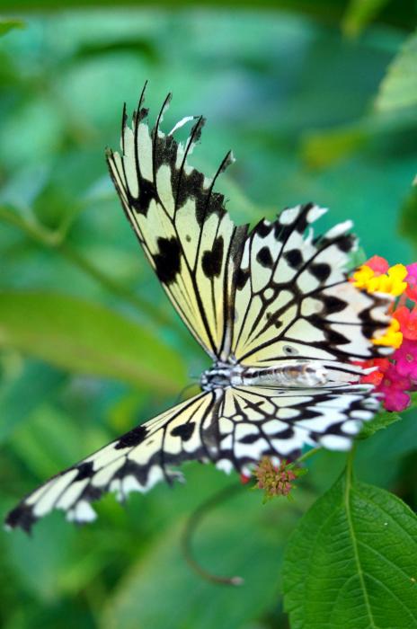 rp_Siquijor-Butterfly-Sanctuary-_27_