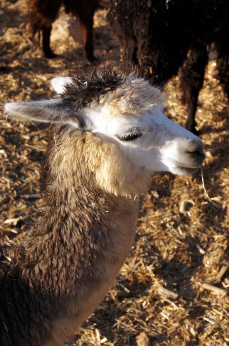 rp_Ramon-Crater-Alpaca-farm-_10_