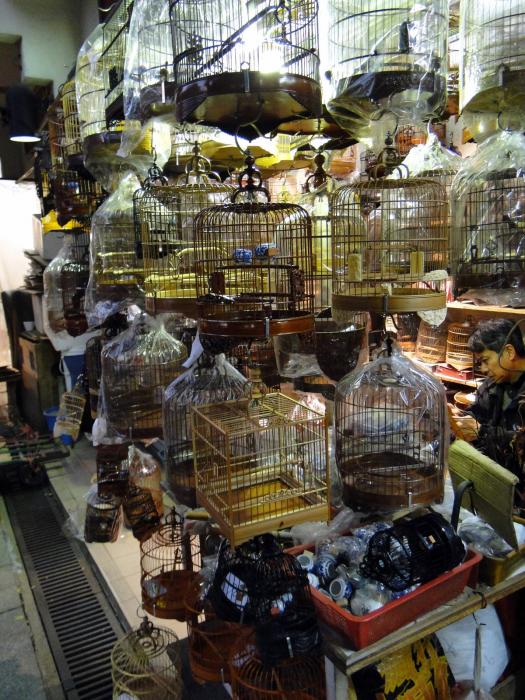rp_Bird-market-Kowloon-_3_