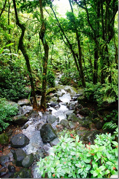 rp_El-Yunque-Rain-Forest-012_thumb