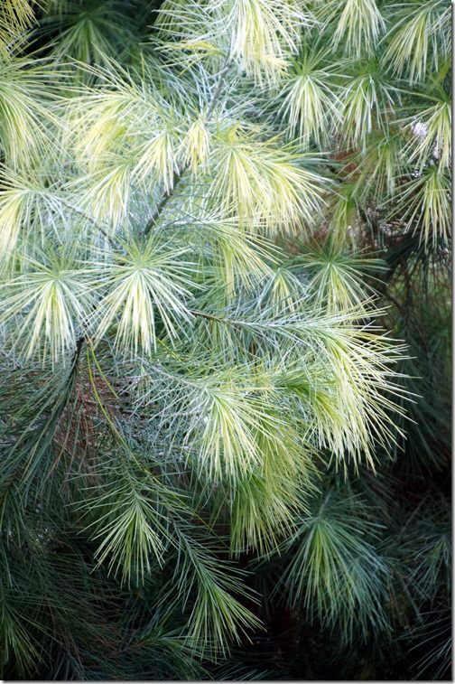 rp_BrooklynBotanicalGardens24_thumb