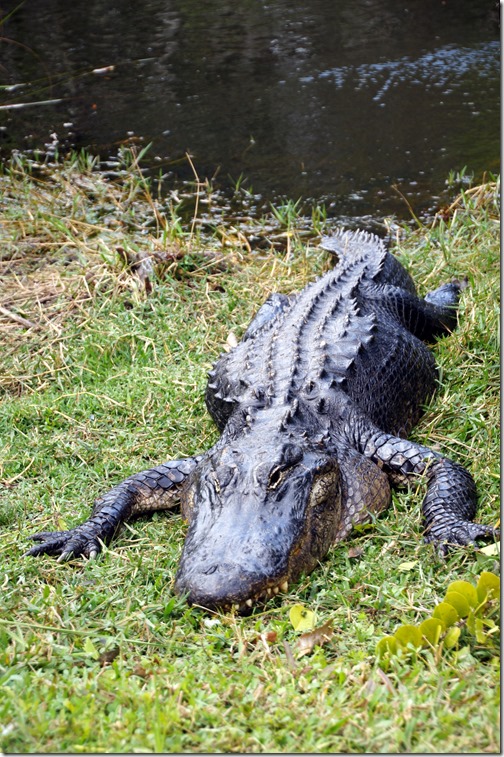 rp_TheEvergladesFlorida59_thumb